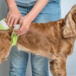 Urinary Incontinence in Dogs