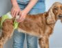 Urinary Incontinence in Dogs
