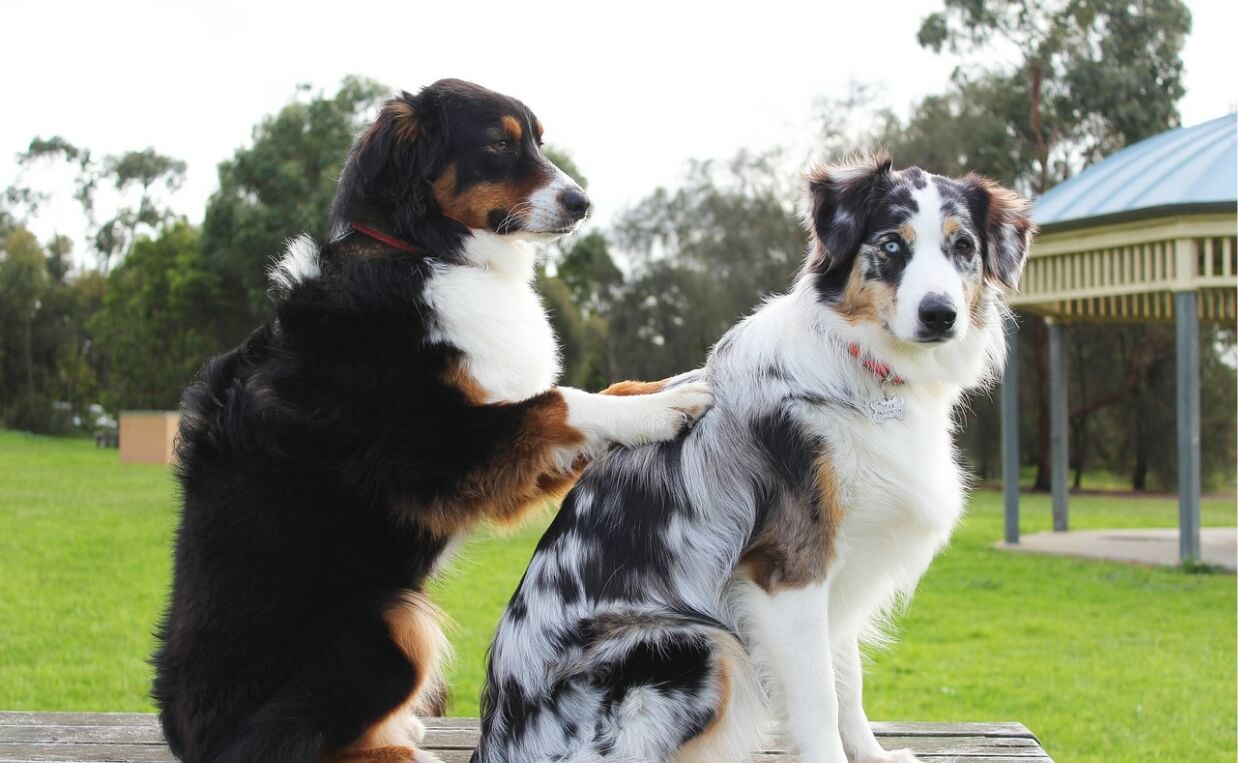 ALTERNATIVE VETERINARY CARE - DOG MASSAGING OTHER DOG