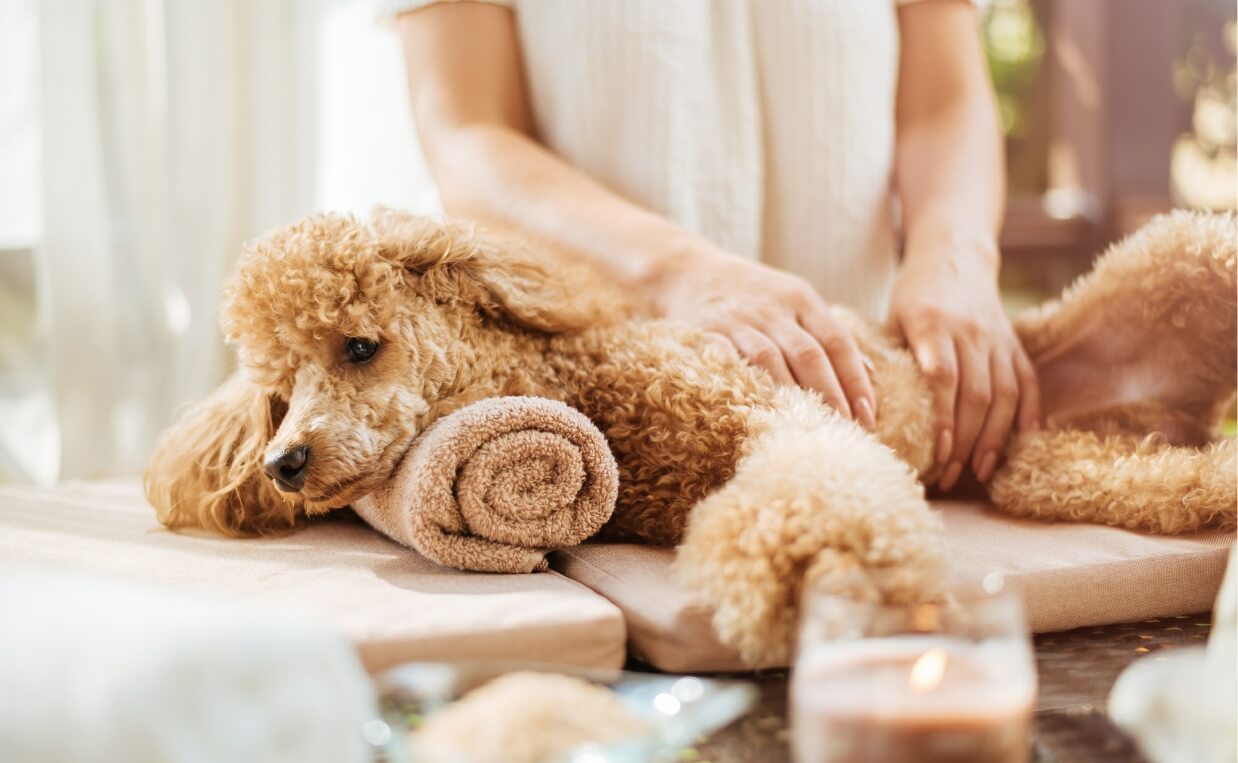 ALTERNATIVE VETERINARY CARE - POODLE AT A SPA