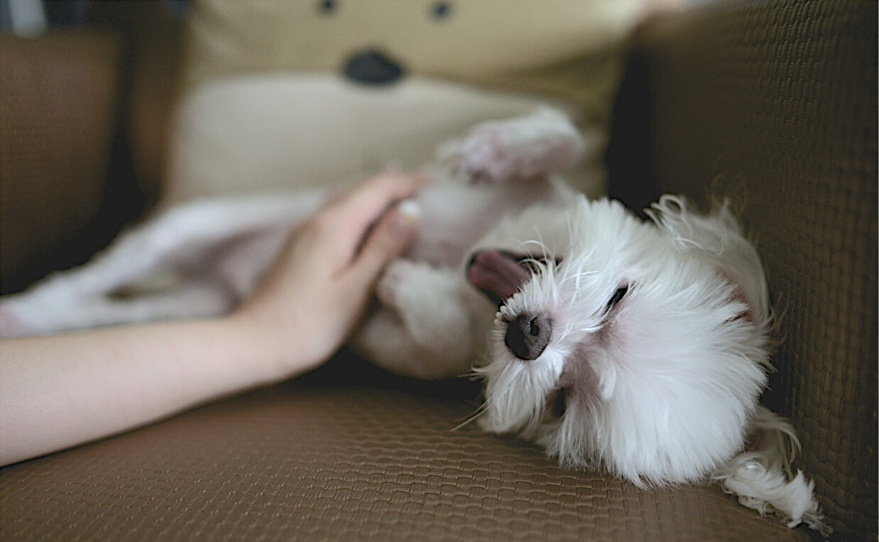 ALTERNATIVE VETERINARY CARE - maltese massage