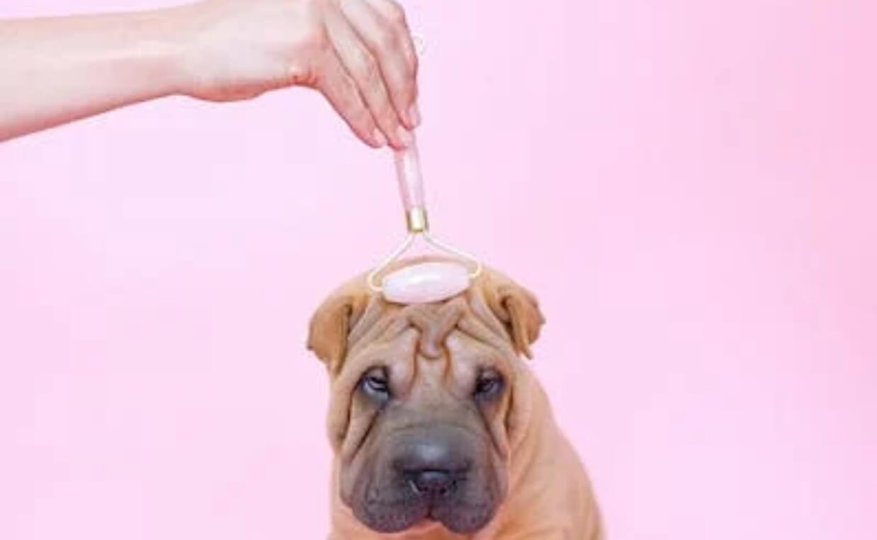 ALTERNATIVE VETERINARY CARE - shar pei receiving massage with massage roll