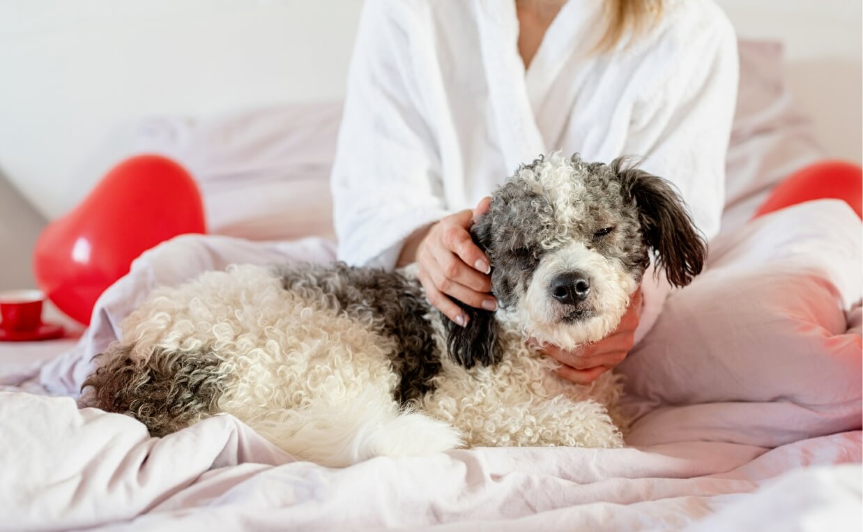 Alternative Veterinary Care Therapies for Injured or Diseased Dogs
