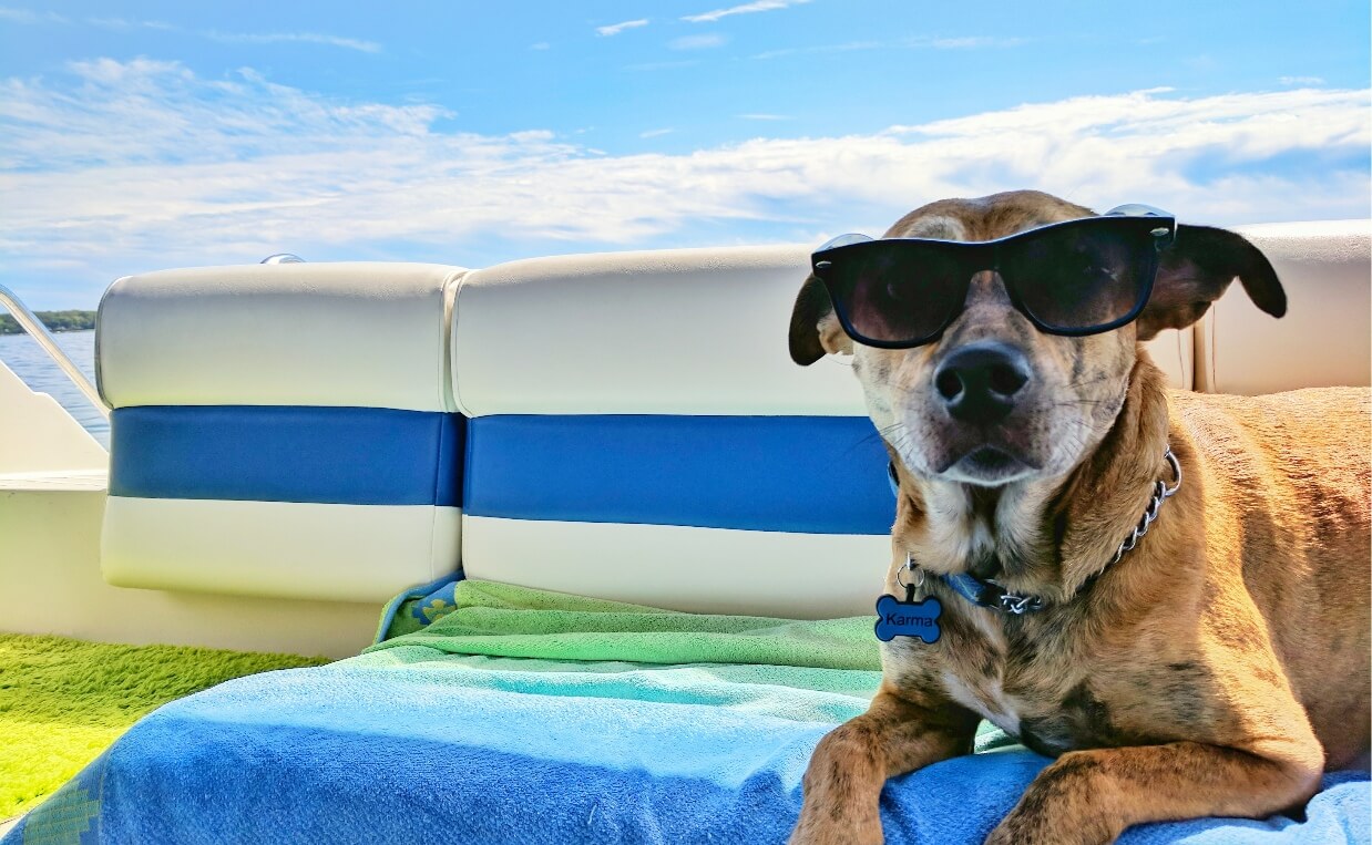 DOG-FRIENDLY TRAVEL ACCOMMODATIONS - dog in boat with sunglasses on