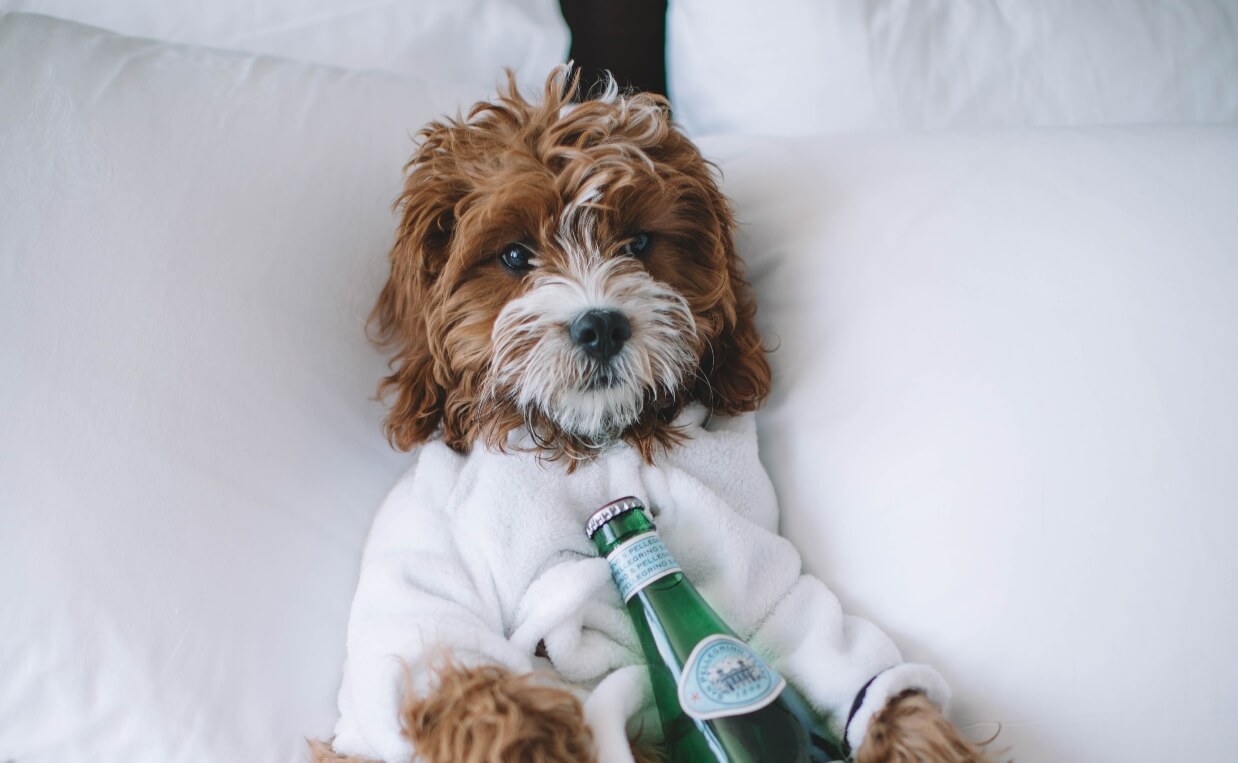 DOG-FRIENDLY TRAVEL ACCOMMODATIONS - fluffy dog in bed with pelligro sparkling water