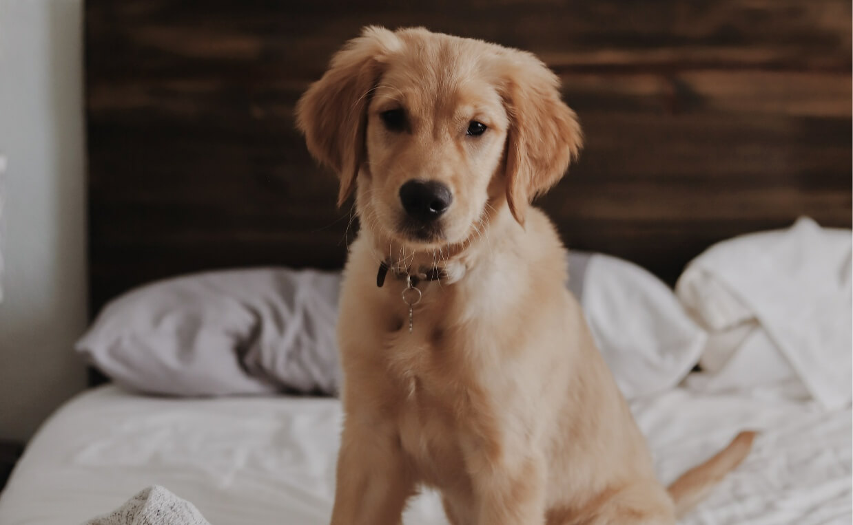 DOG-FRIENDLY TRAVEL ACCOMMODATIONS gold retriever puppy in bed