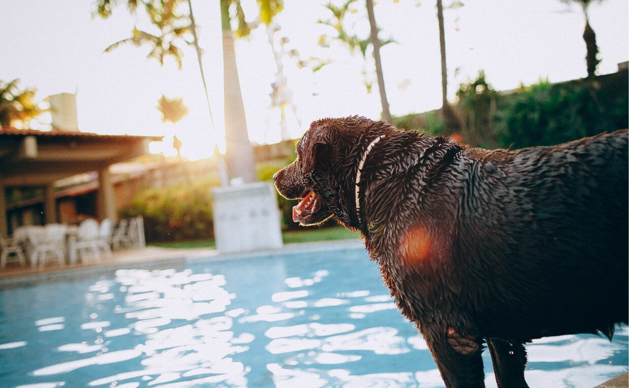 DOG-FRIENDLY TRAVEL ACCOMMODATIONS wet black lab poolside