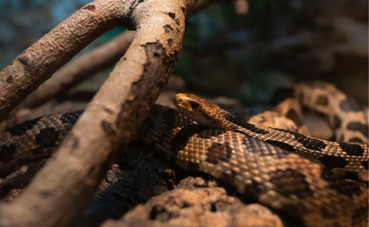 MASSASAUGA RATTLESNAKE