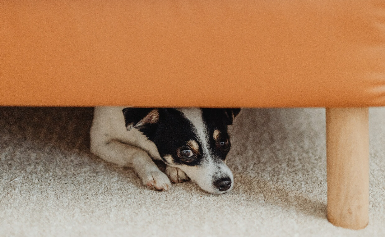THUNDERSTORMS - CHIHUAHUA HIDING UNDER A CHAIR