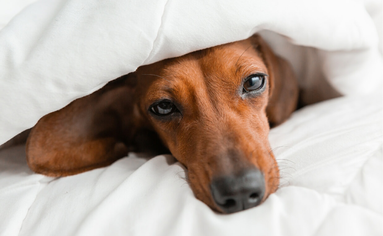 THUNDERSTORMS - DACHSHUND HIDING IN BLANKETS