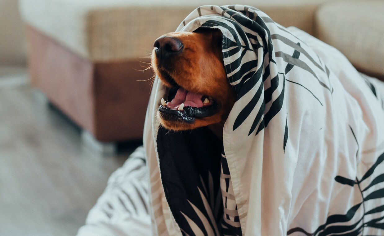 THUNDERSTORMS - DOG HIDING UNDER A BLANKET