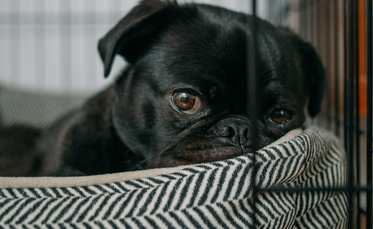 THUNDERSTORMS - FRENCH BULLDOG HIDING IN CRATE