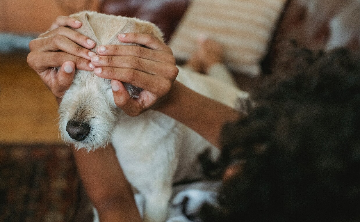 THUNDERSTORMS - WOMAN HOLDING DOG'S EARS OVER EYES