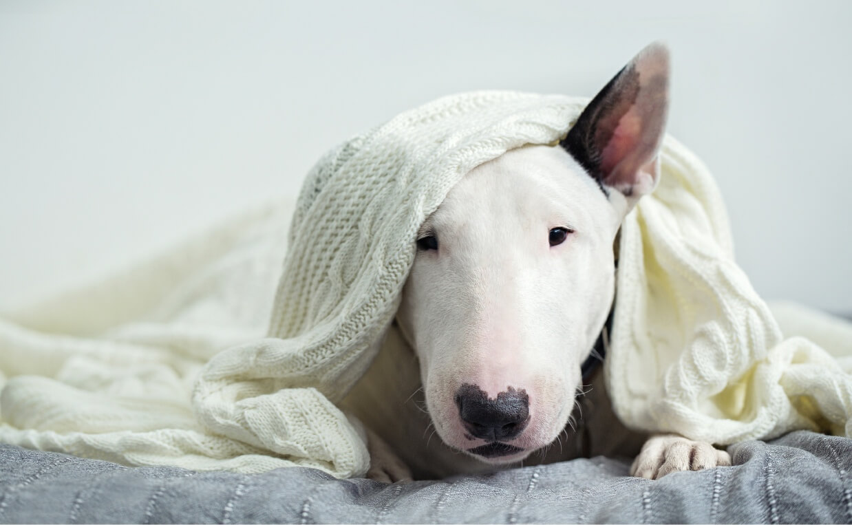 7 Ways to Help Calm Your Dog During a Thunderstorm