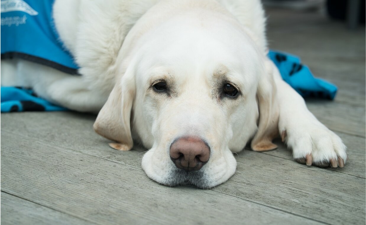 URINARY INCONTINENCE - labrador retriever