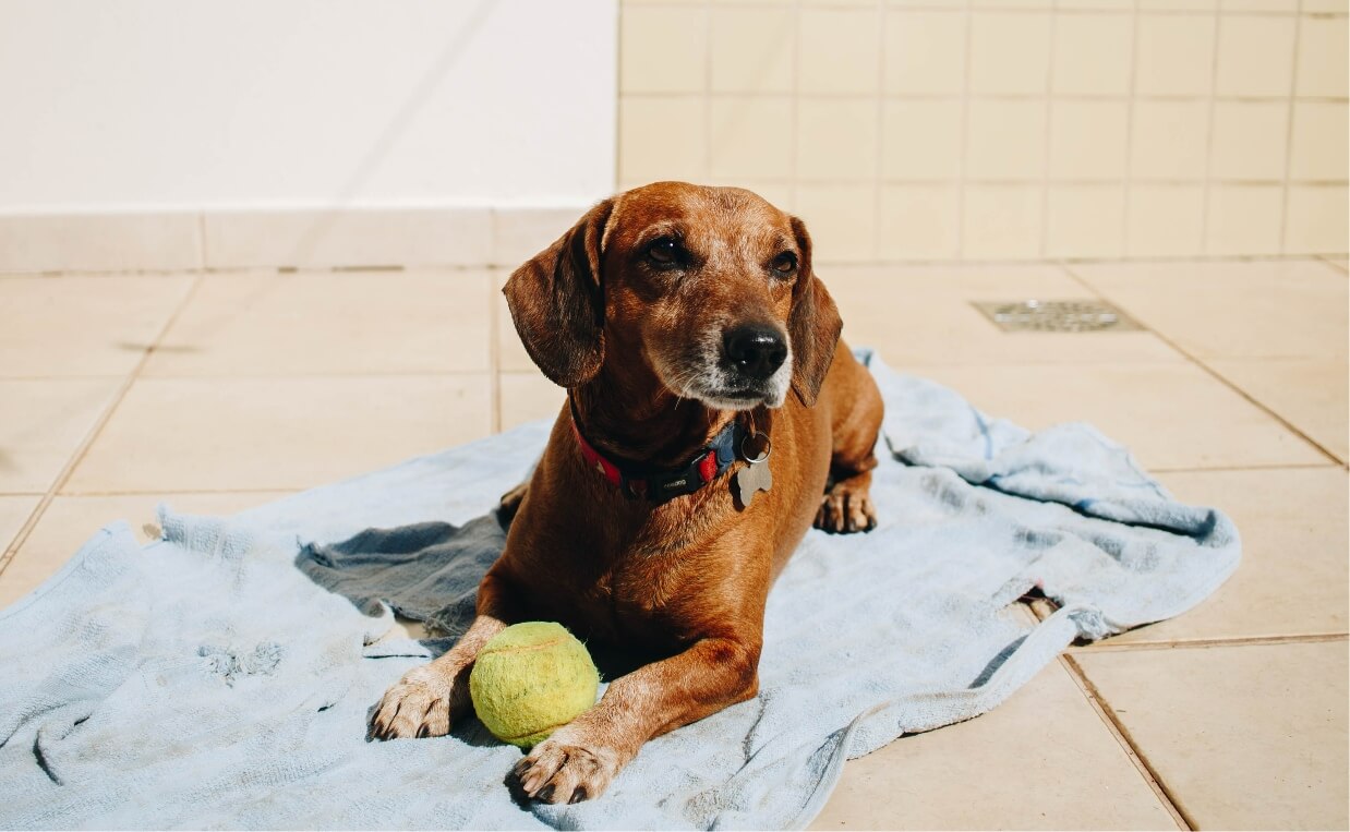 URINARY INCONTINENCE - senior dog on blanket with ball