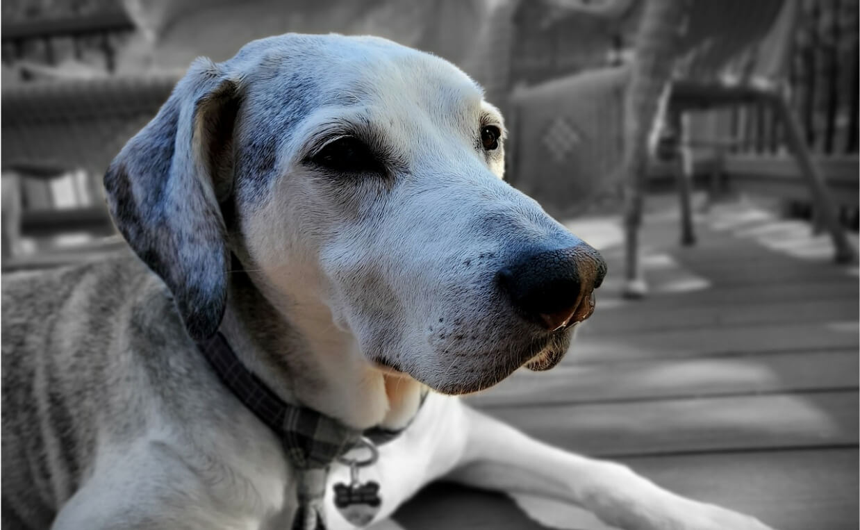 URINARY INCONTINENCE - senior white and gray dog