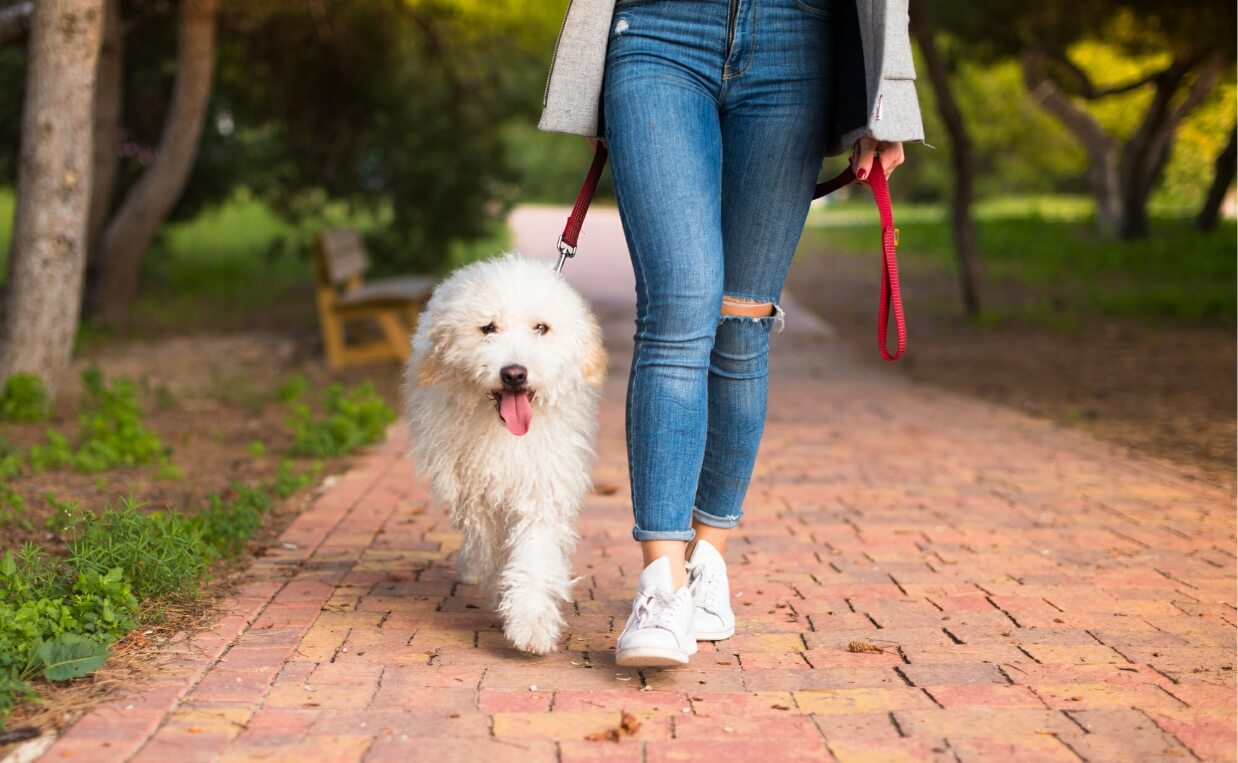 URINARY INCONTINENCE - woman walking with poodle