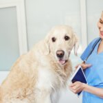 How to Care for a Dog with Cushing's Disease