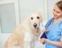 How to Care for a Dog with Cushing's Disease