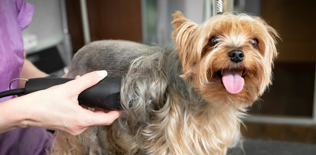 Why You Shouldn't Shave Your Dog This Summer Canine Campus Dog