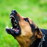 Why Dogs Turn on Their Owners Understanding the Causes and Prevention
