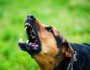 Why Dogs Turn on Their Owners Understanding the Causes and Prevention