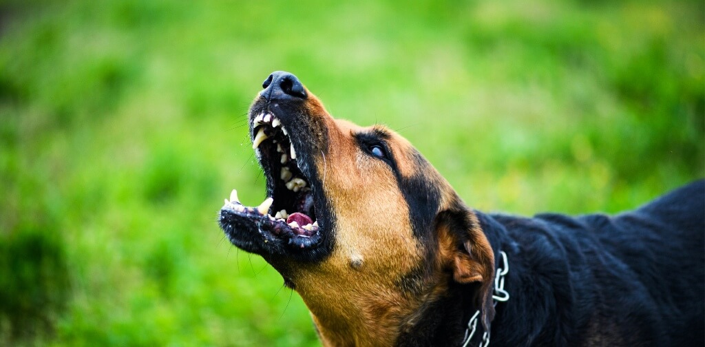 Why Dogs Turn on Their Owners Understanding the Causes and Prevention