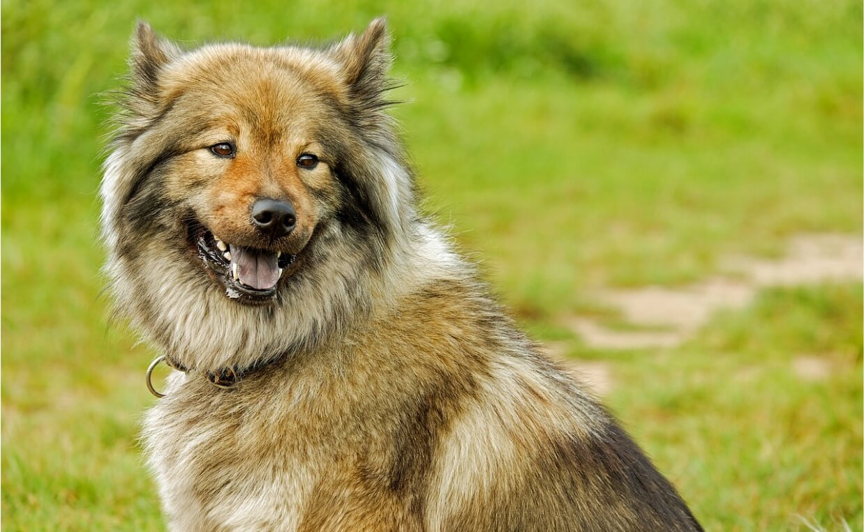 CUSHINGS DISEASE - Eurasier dog