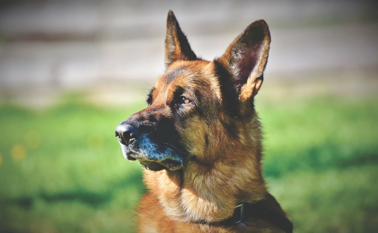 CUSHINGS DISEASE - german shepherd dog