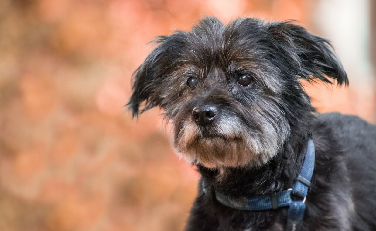 CUSHINGS DISEASE - scottish terrier dog