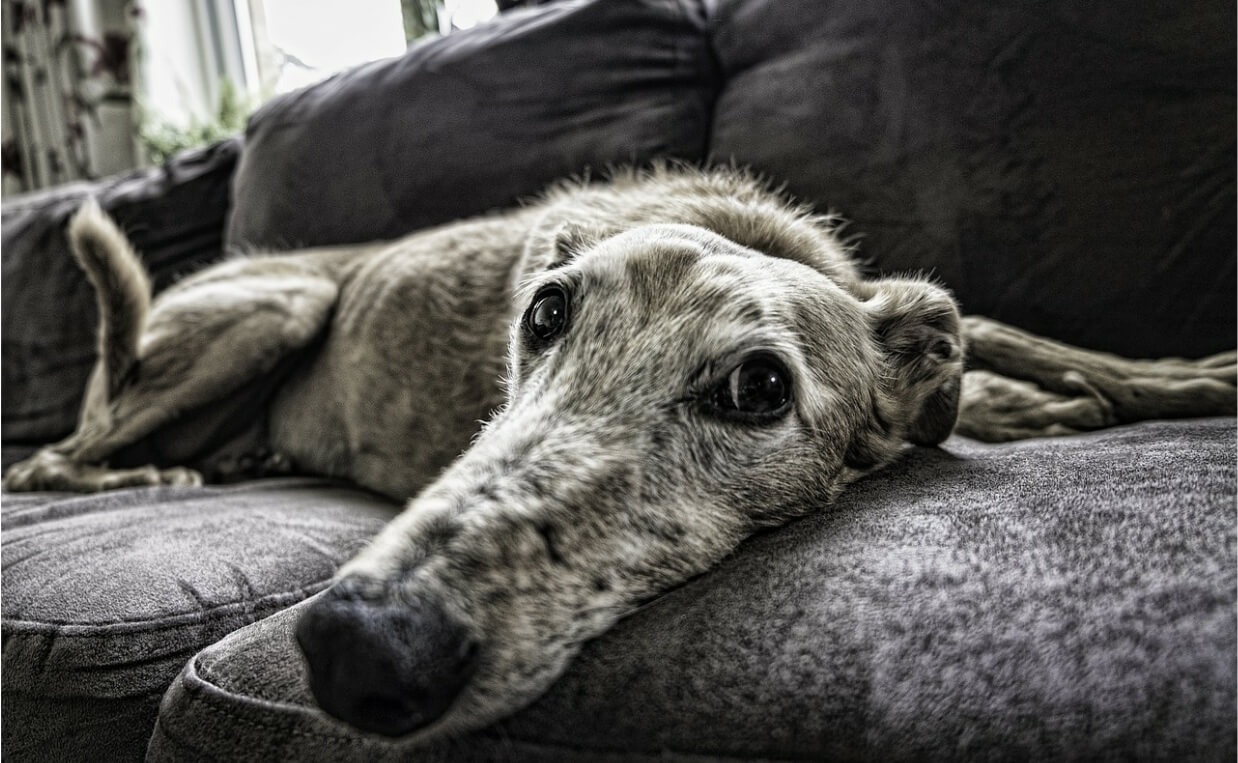 CUSHINGS DISEASE - senior greyhound dog