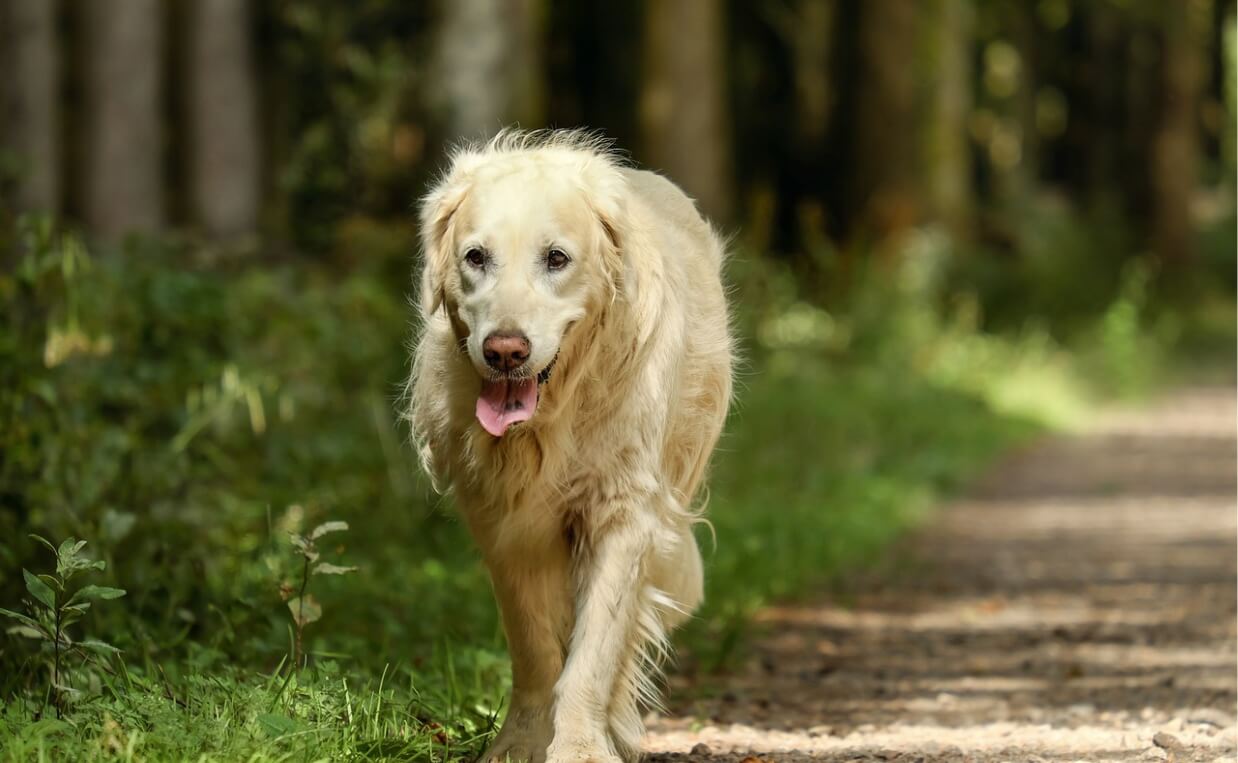 CUSHINGS DISEASE - yellow lab walking on a path