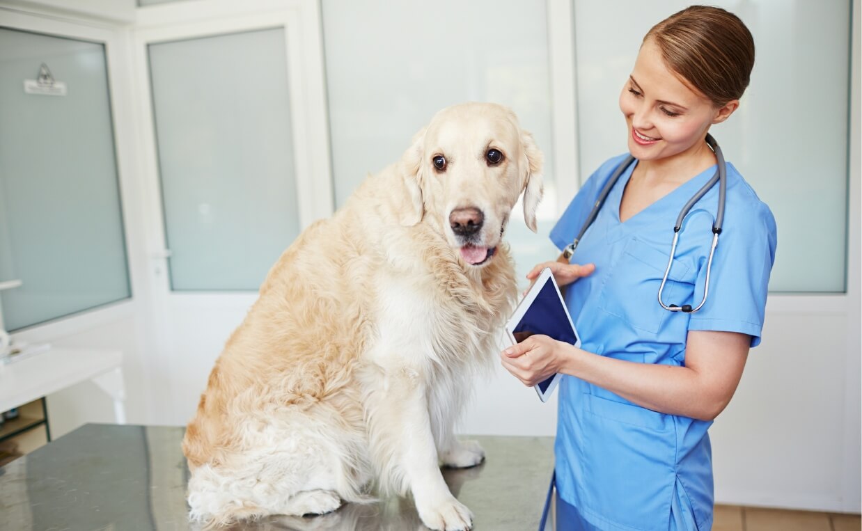 How to Care for a Dog with Cushing's Disease: A Comprehensive Guide