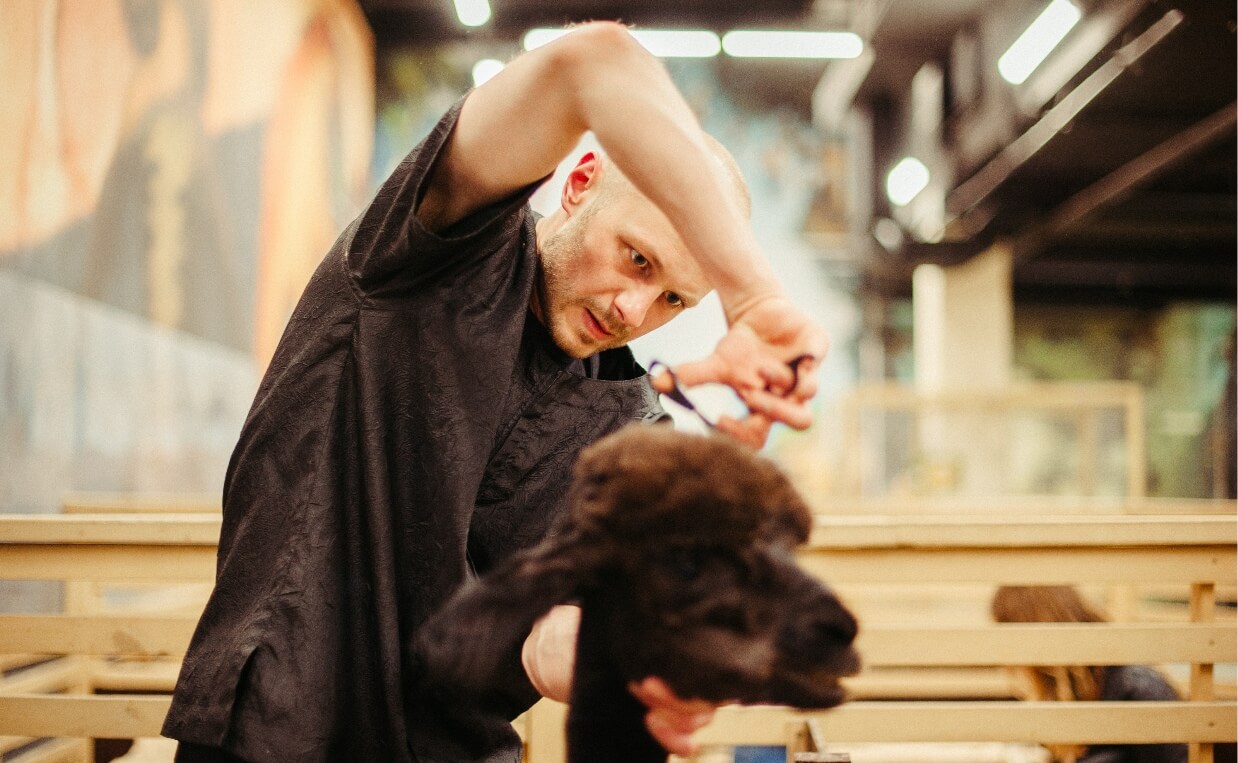 SHAVE YOUR DOG - BLACK POODLE AT THE GROOMER