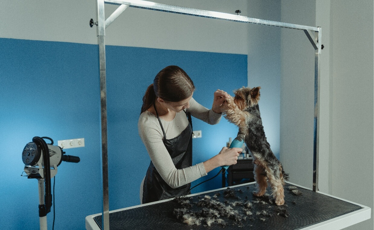  SHAVE YOUR DOG - YORKIE AT GROOMERS ON GROOMING TABLE