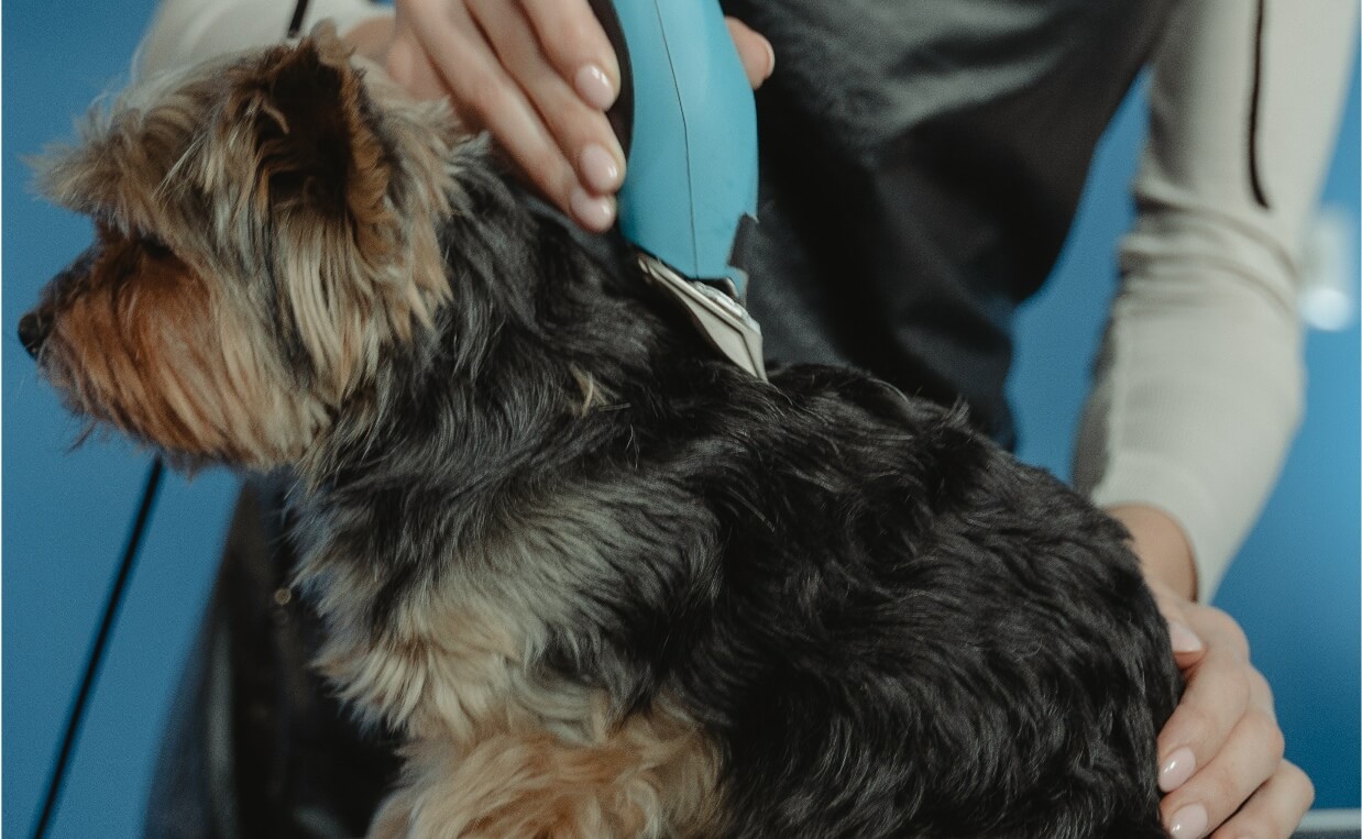 SHAVE YOUR DOG - YORKIE GETTING SHAVED AT GROOMERS