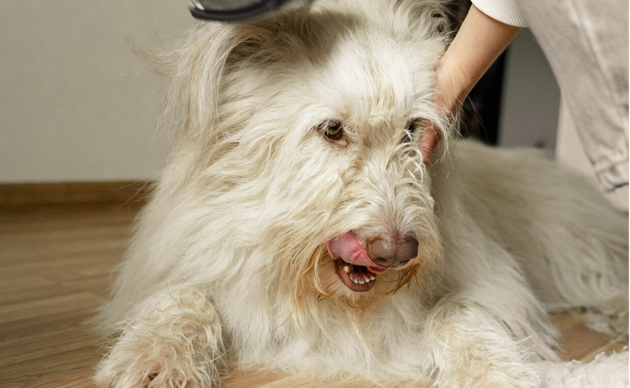 SHAVE YOUR DOG - white fluffy large dog getting brushed