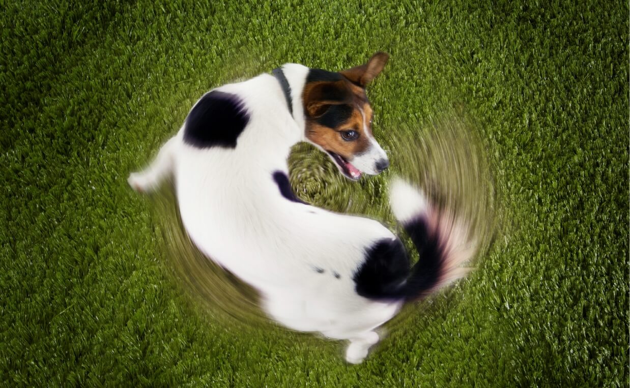 Strange Dog Behaviors - dog chasing tail