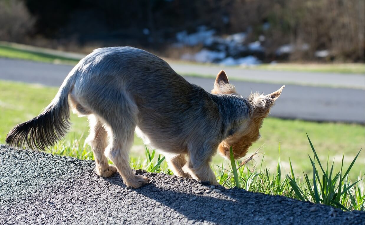 Strange Dog Behaviors - dog eating grass