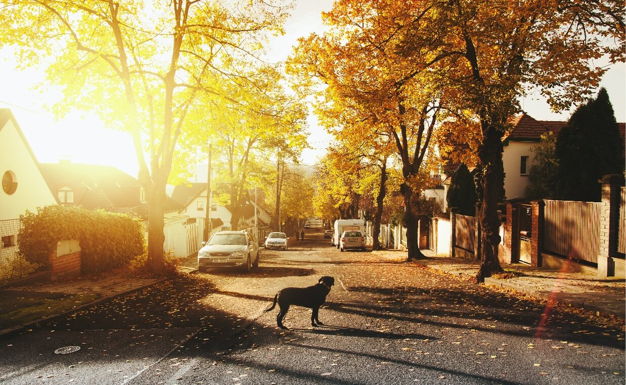 Strange Dog Behaviors - dog in street with shadows