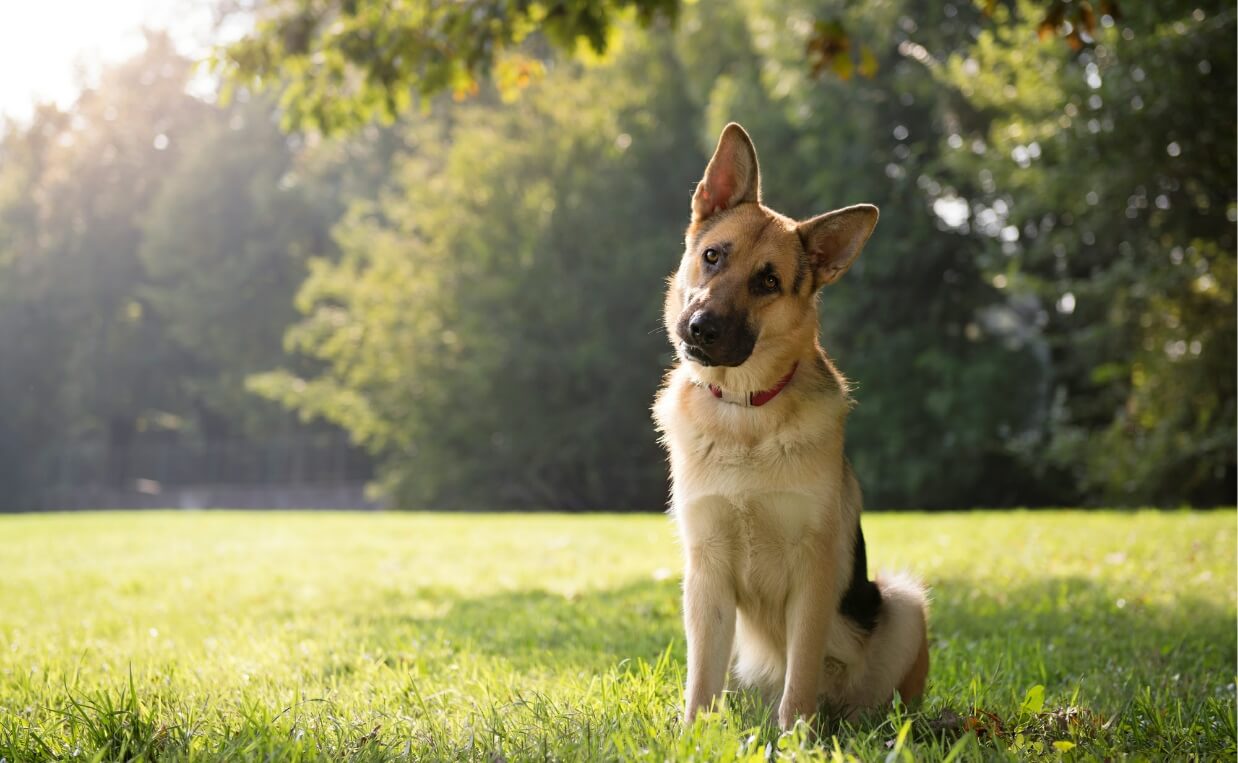 Strange Dog Behaviors - german shepherd head tilt