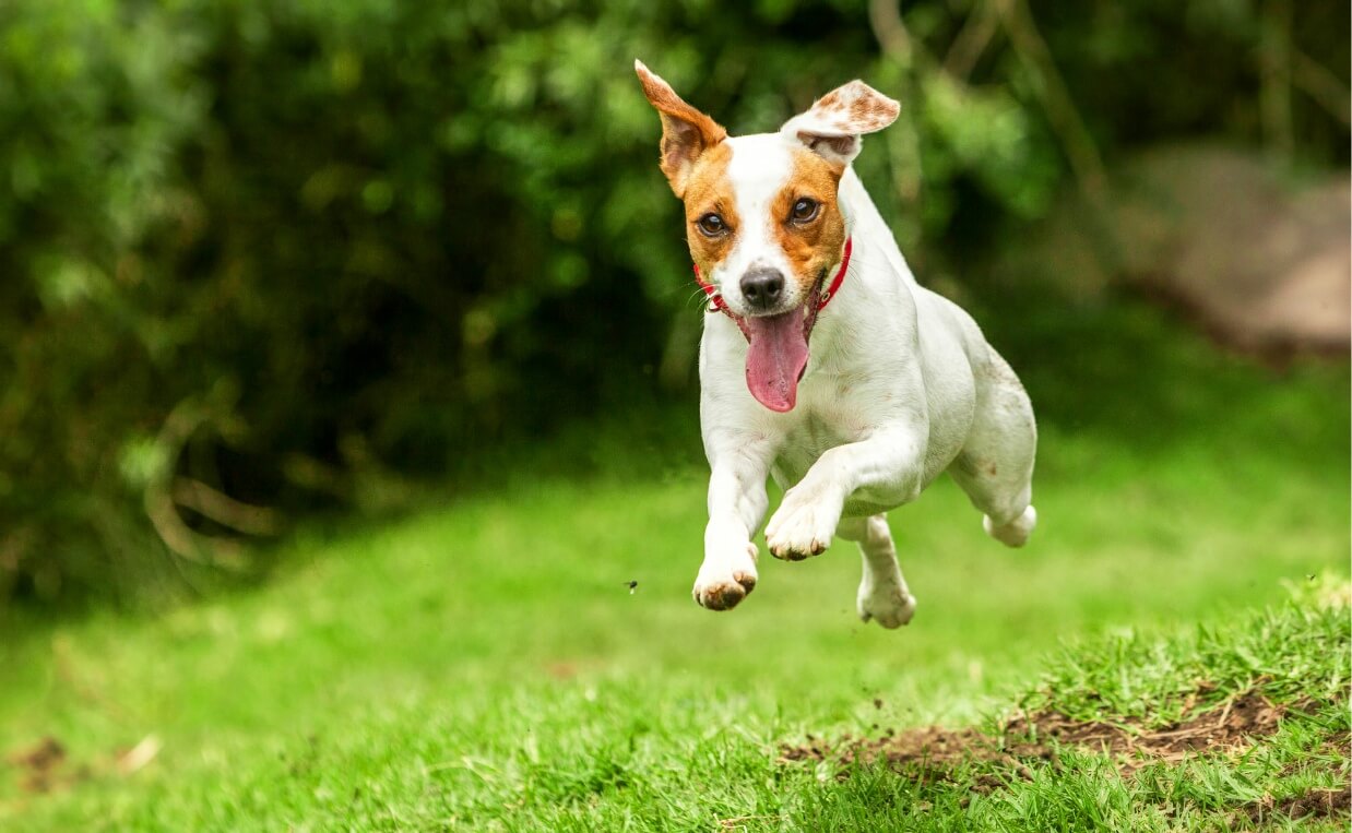 Strange Dog Behaviors - jack russell terrier zoomies