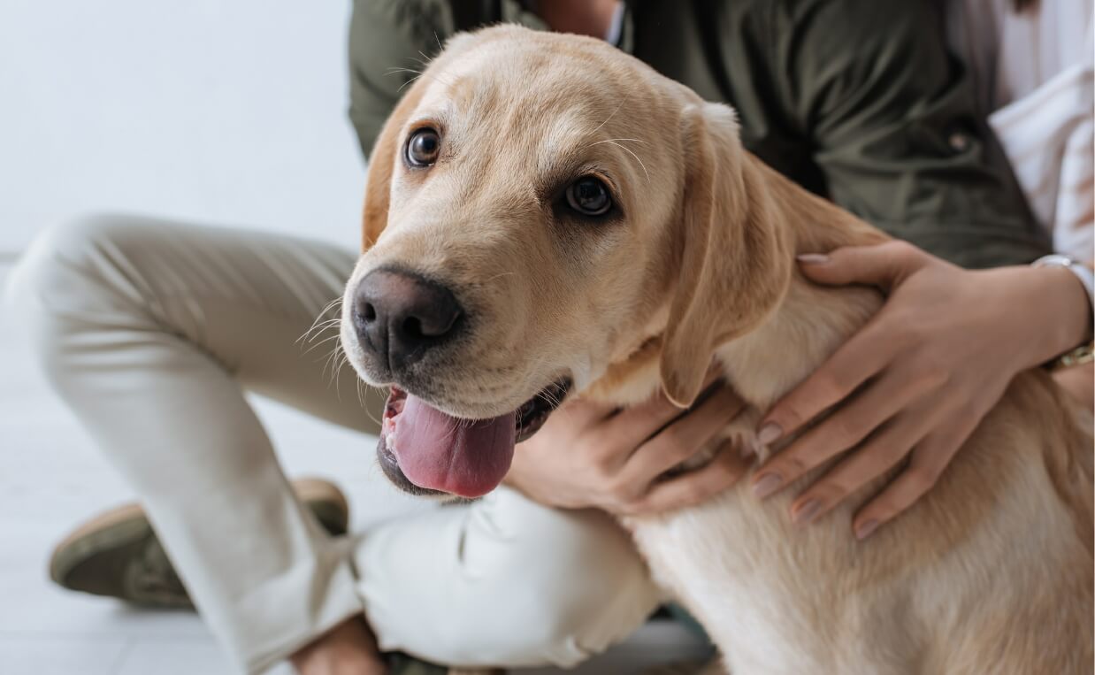 Strange Dog Behaviors