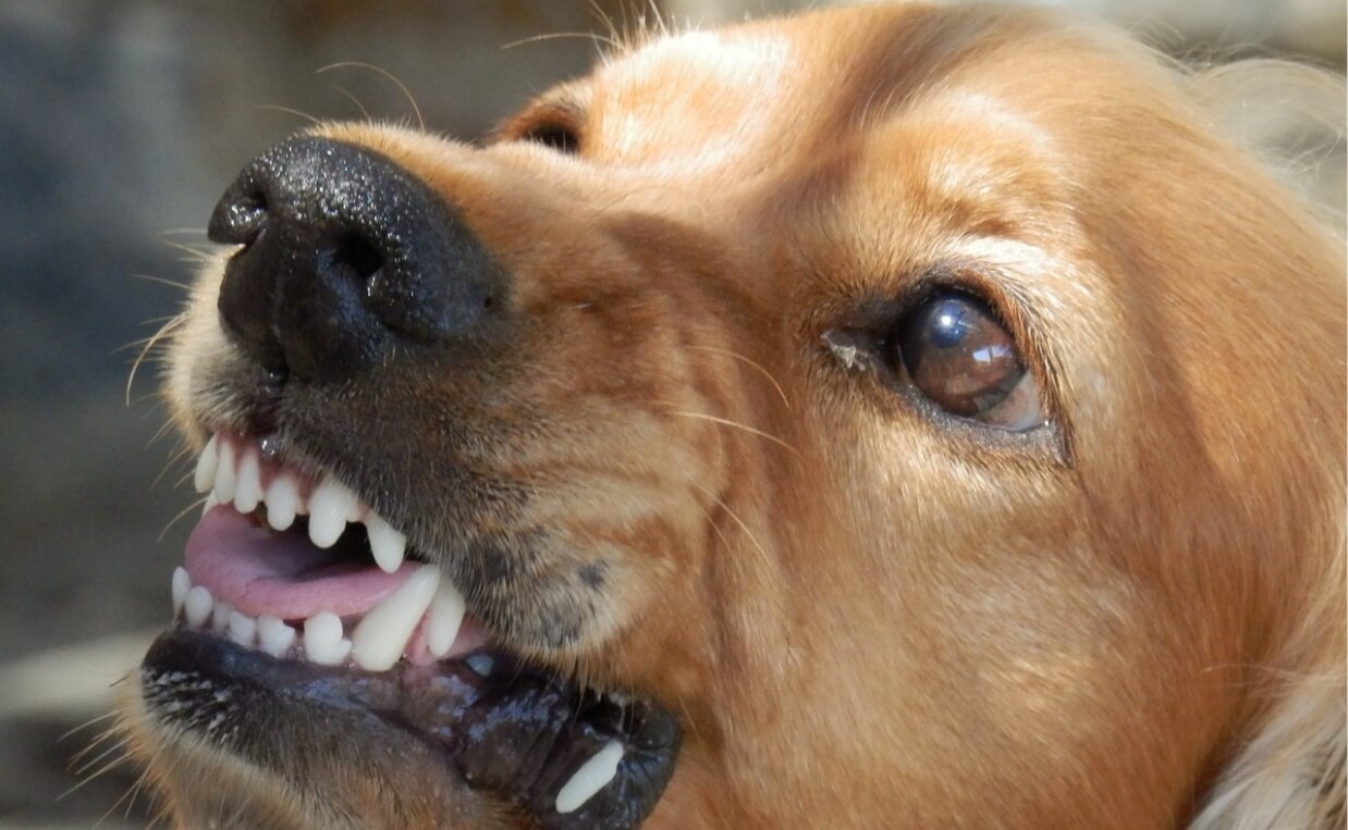 close up of small dog baring its teeth