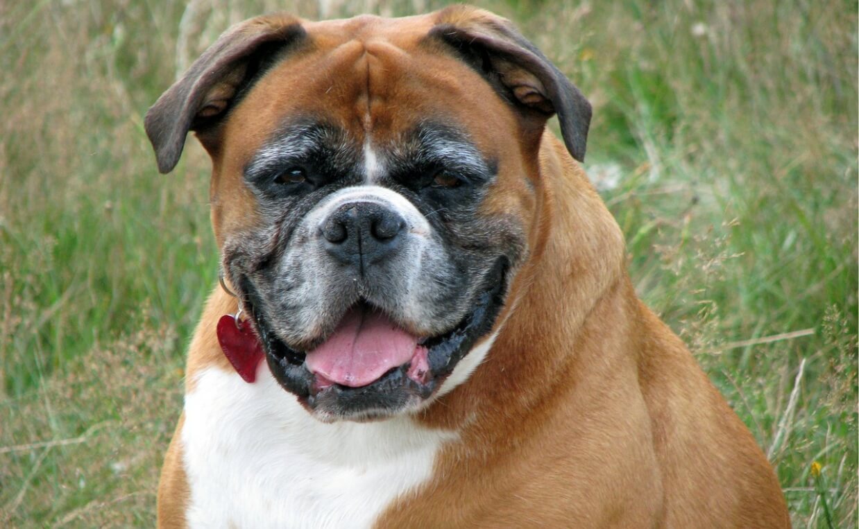 cushings disease overweight boxer dog