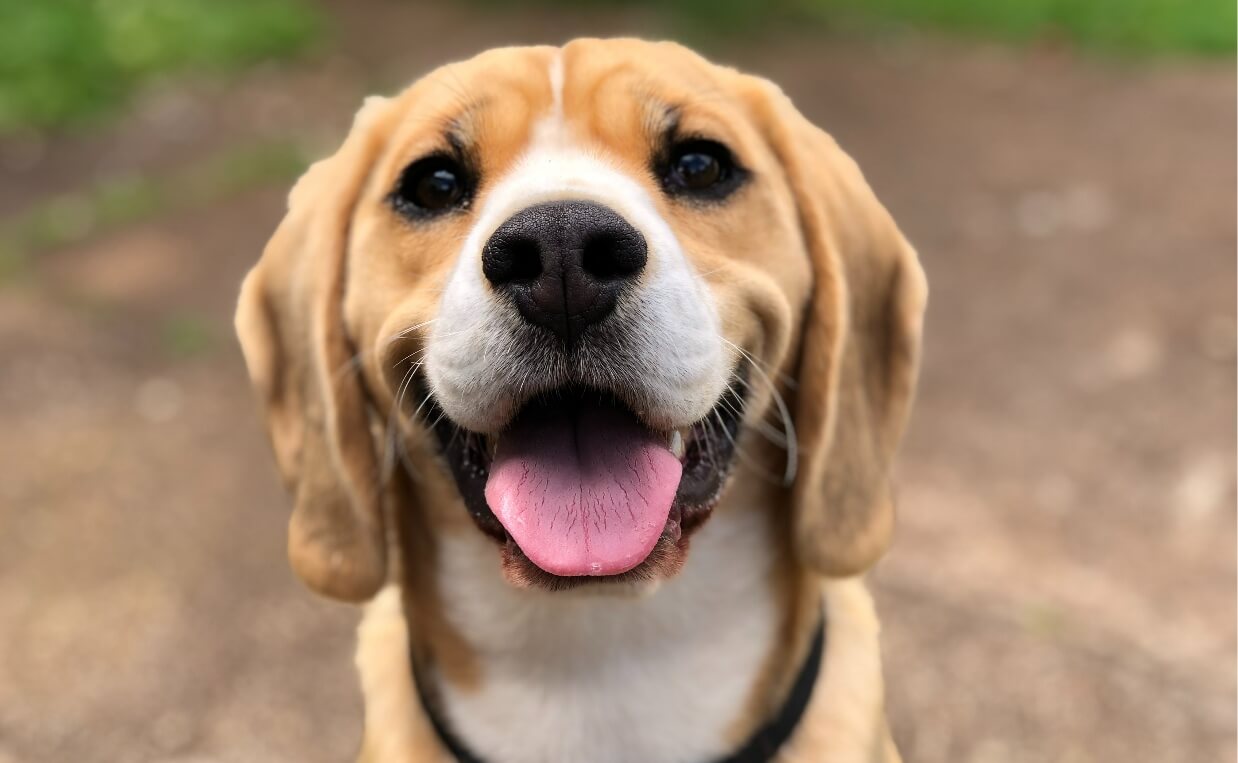dog body language - beagle happy facial expression