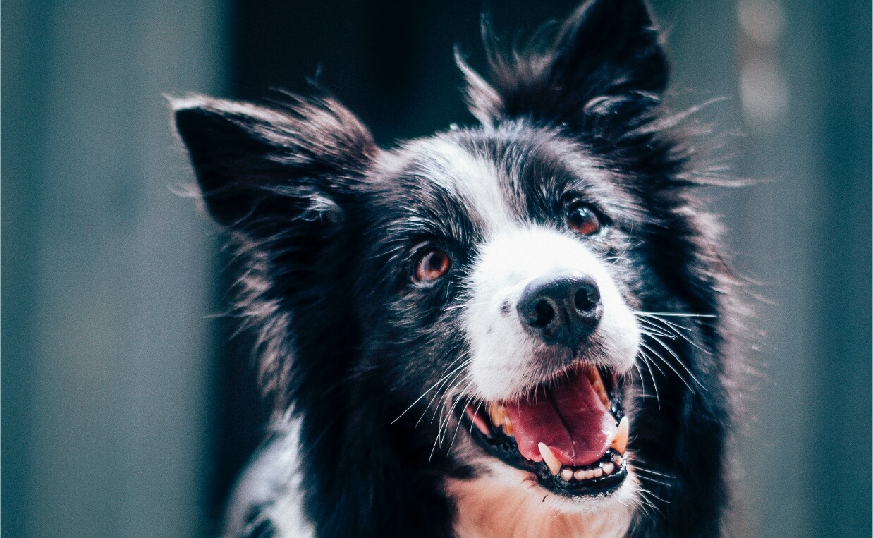 dog body language - border collie eye contact