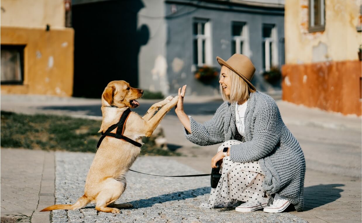 dog body language - labrador retriever - high five with woman
