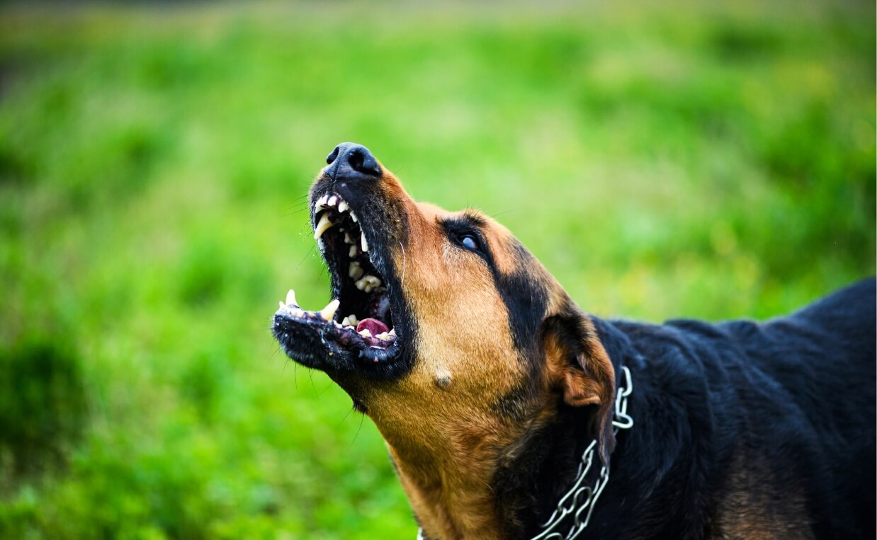 Why Dogs Turn on Their Owners: Understanding the Causes and Prevention